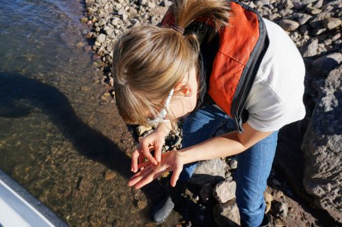 Colorado Parks and Wildlife employee examines invasive mussels.