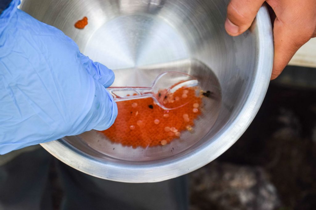 Biologists collect greenback cutthroat trout eggs from the wild to raise through a captive breeding program.