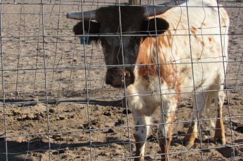 A calf on a farm in the Rio Grande Basin. Credit: Jerd Smith