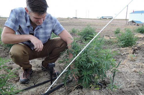 SIEP project manager, Jacon VonLembke points out one of the micrometer sensors that alerts them to changes in the hemp plant's diameter related to stressors like dehydration. Credit: Hannah Leigh Myers