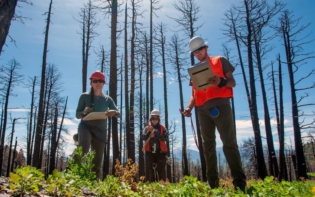 How Megafires are Reshaping Forests