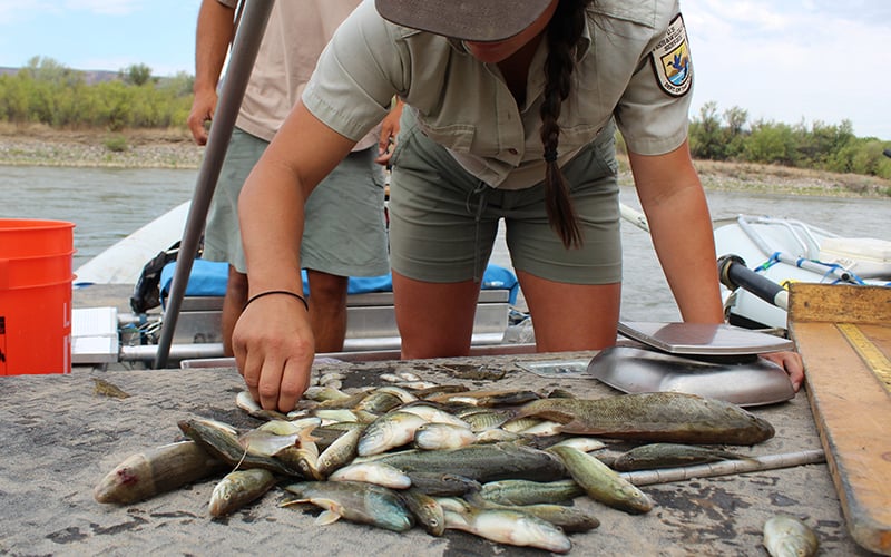 Colorado gears up as congressional review of hallmark fish and wildlife recovery efforts loom