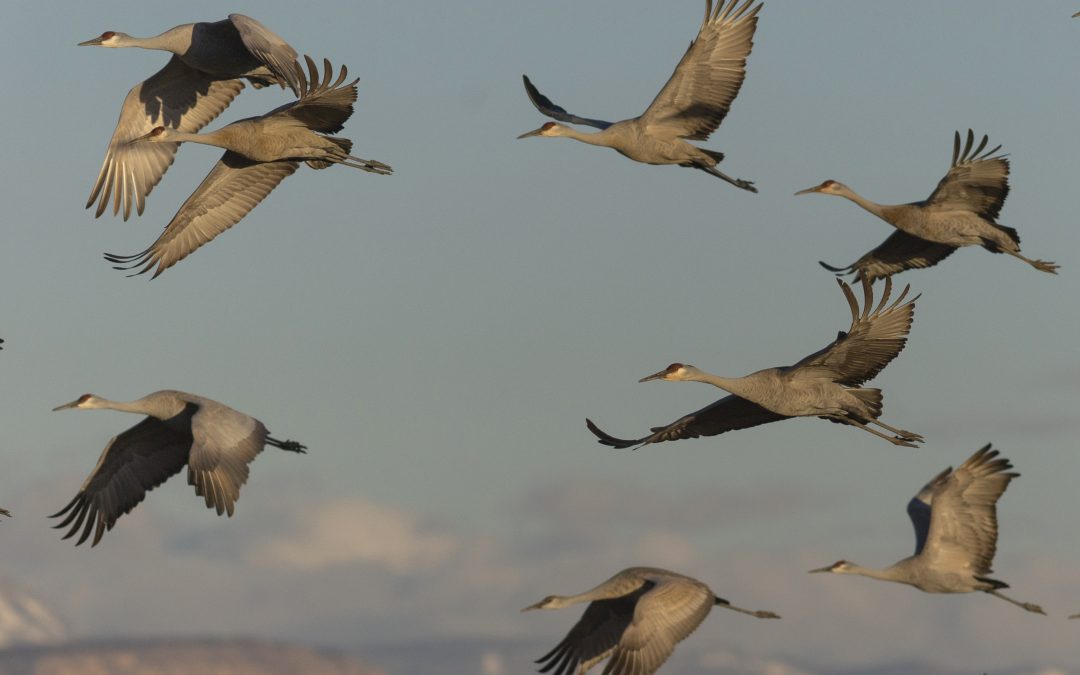 In “long game,” conservationists back San Luis Valley farmers preserving land and water; sandhill cranes love the approach